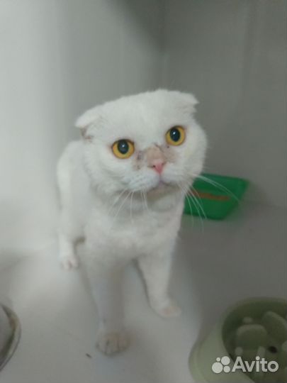 Вислоухий котик