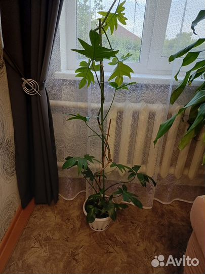 Филодендрон