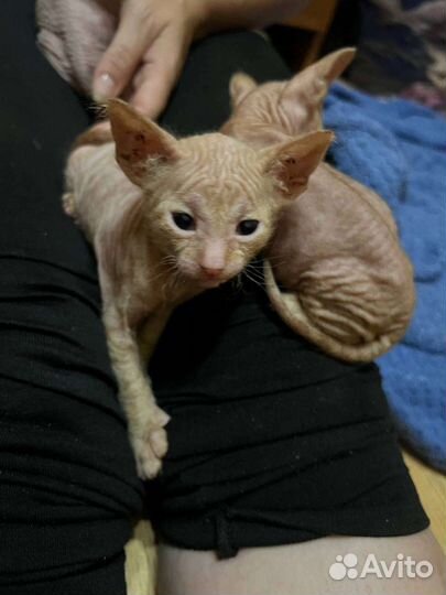 Донской сфинкс