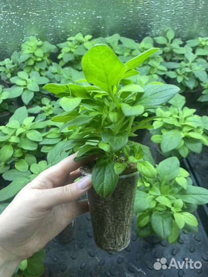 Черенки петунии тайдал