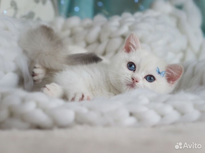 Британские котята