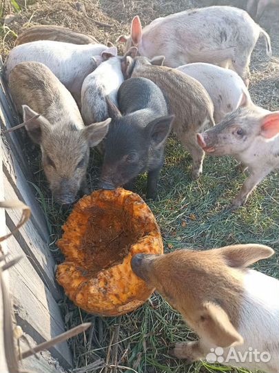 Поросята