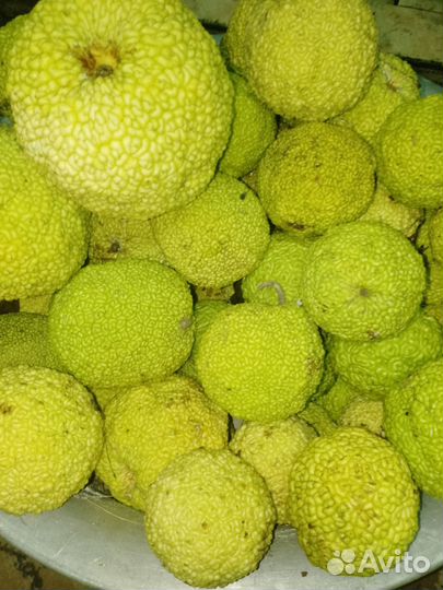 Адамово яблоко