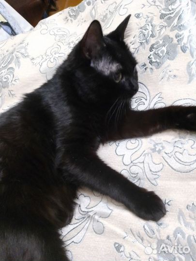 Кошка в дар бесплатно