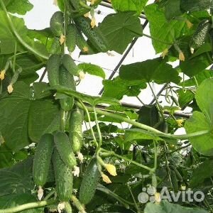 Семена огурцов Герман