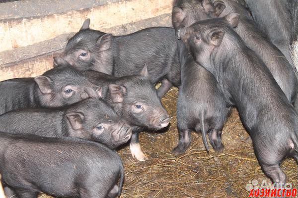 Поросята