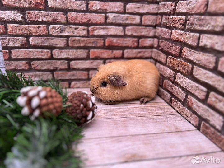 Морская свинка Калифорния крем с шп, мальчик