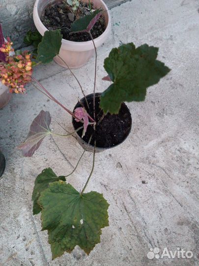 Гейхера Биг Топ Бронз