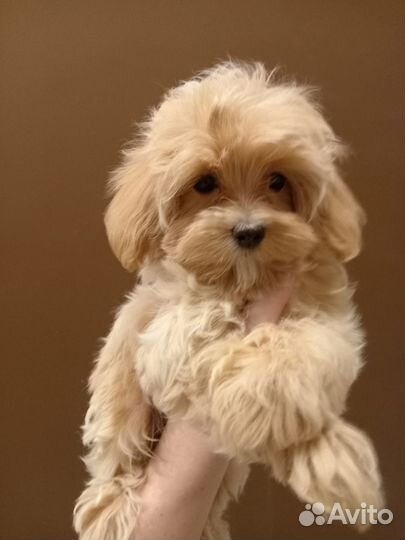 Девочка Мальтипу ф1 мини