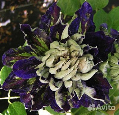 Саженцы клематиса