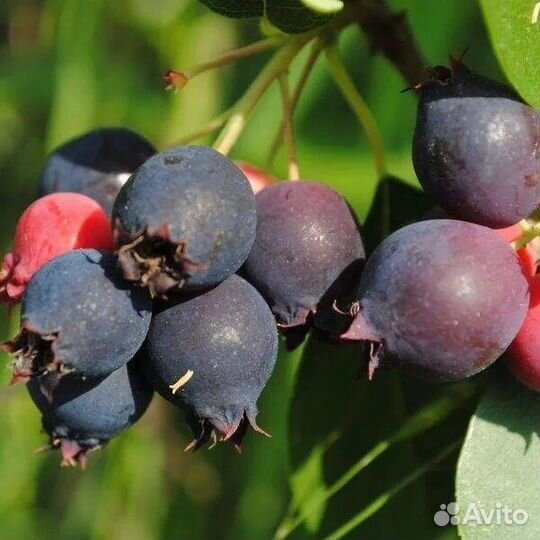 Варенье ирга клюква 15