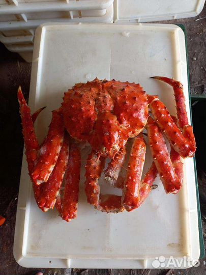 Продам камчатского краба и морепродукты с Камчатки