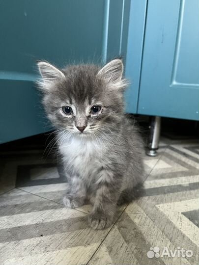 Котята в добрые руки бесплатно коты