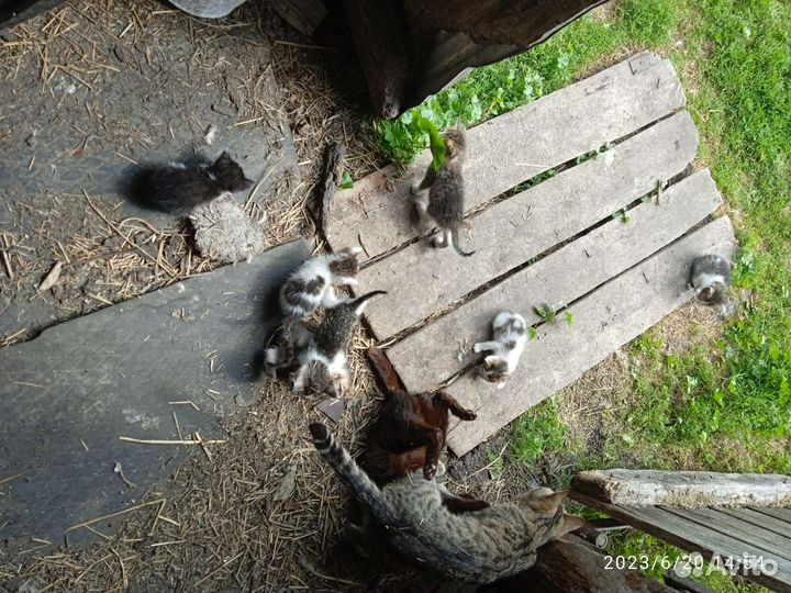 Котята отдам в добрые руки бесплатно