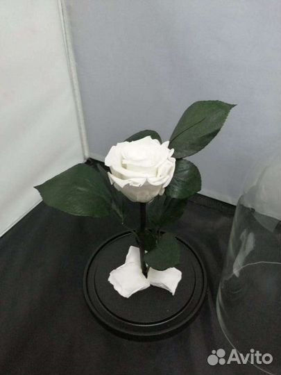 Роза в колбе