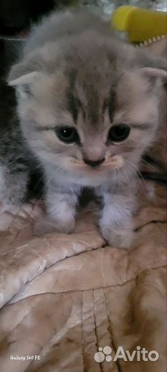 Шотландская