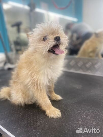 Груминг грумер стрижка собак