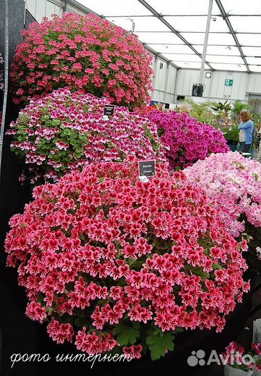 Пеларгония ангел