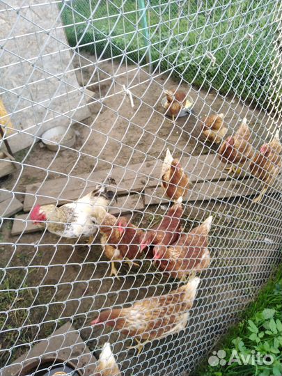 Куры молодки несушки