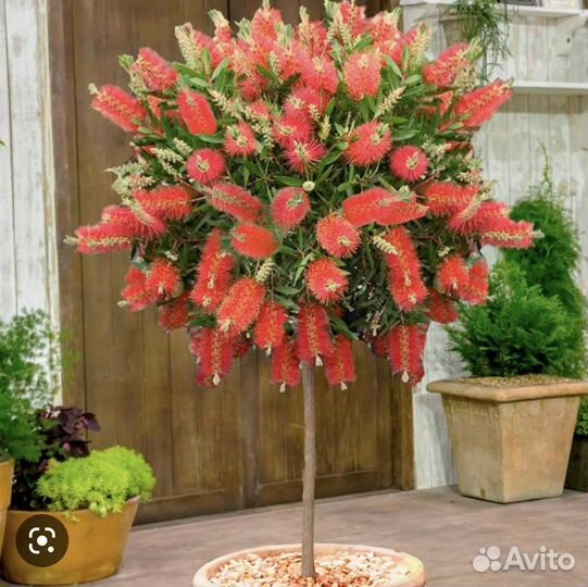 Калистемон