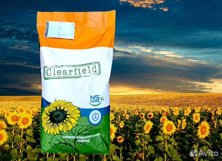 Семена подсолнечника нсх 6341 Евролайтинг Гибриды