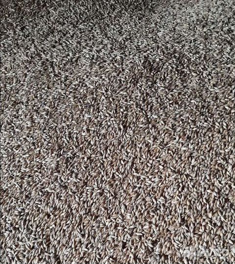 Рожь яровая, Фуражная кукуруза на корм