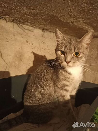 Кошка в надежные руки