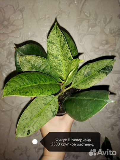 Филодендрон Пин Тонг, Вайт визард