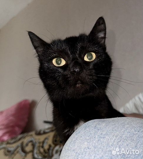 Кошка