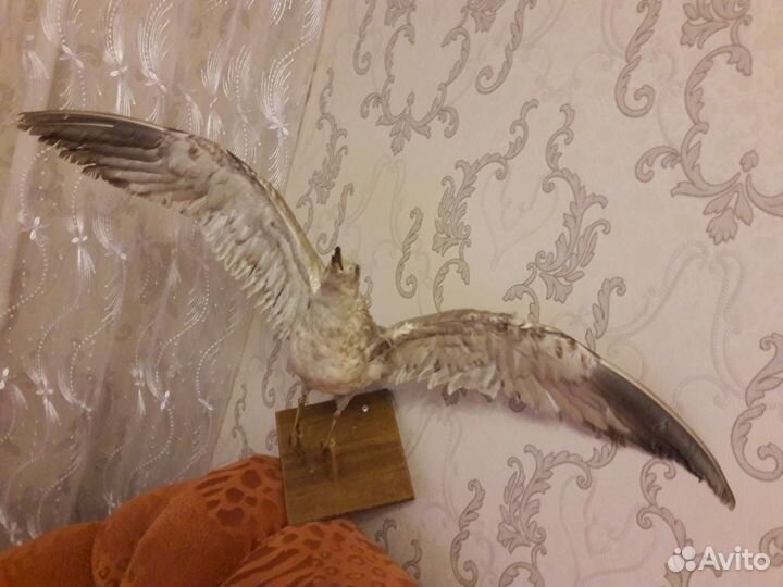 Чучело сокола продается