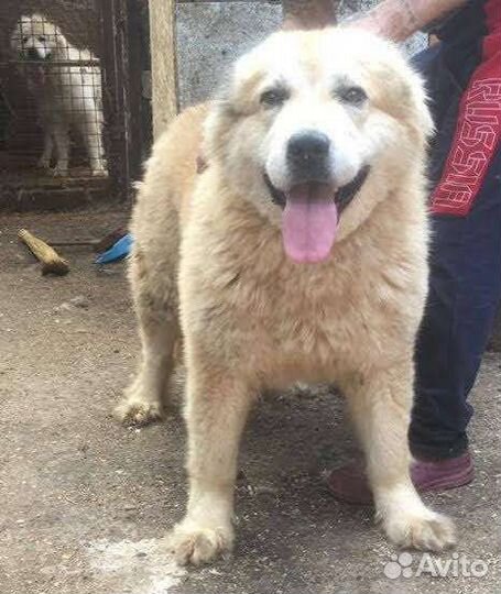 Охрана предприятий с пременением собак