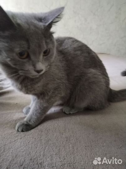 Кошка в дар бесплатно