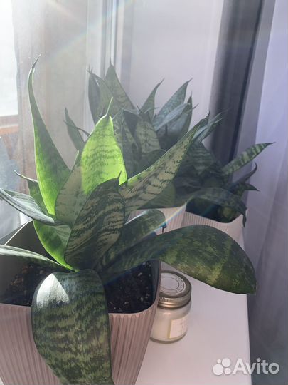 Сансевиерия