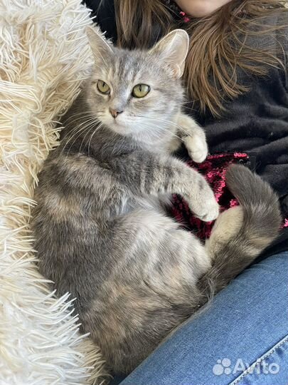 Ласковая кошка