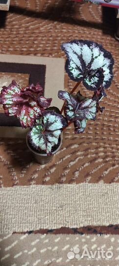 Комнатные растения