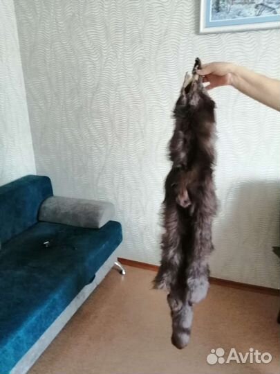 Шкурка животного