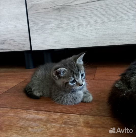 Отдам котят в добрые руки