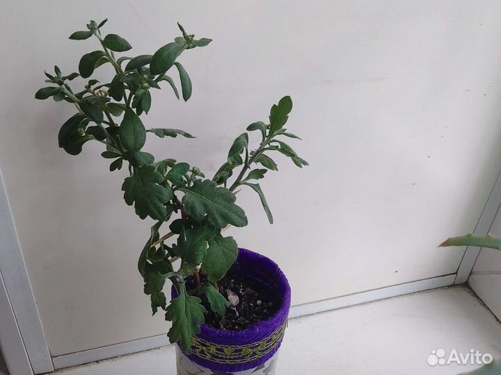 Хризантема кустовая декоративная для дома и сада