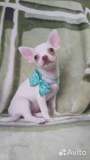 Чихуахуа девочка классического типа