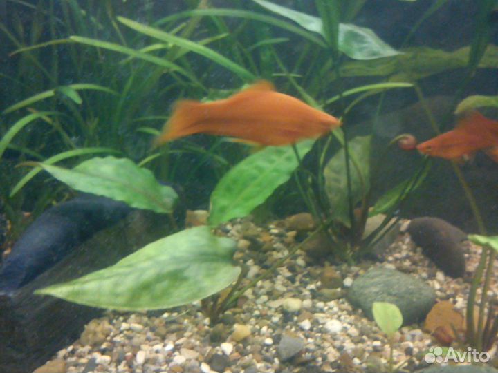 Аквариумные рыбки