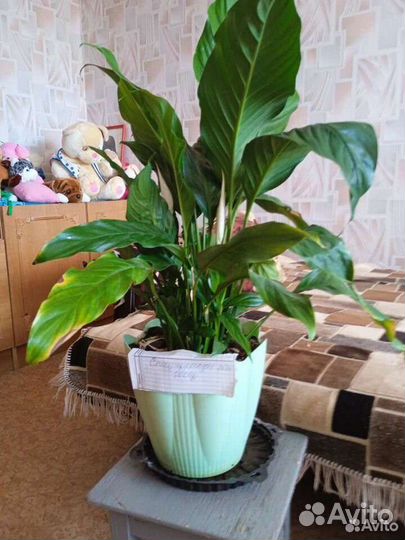 Комнатные растения цветы