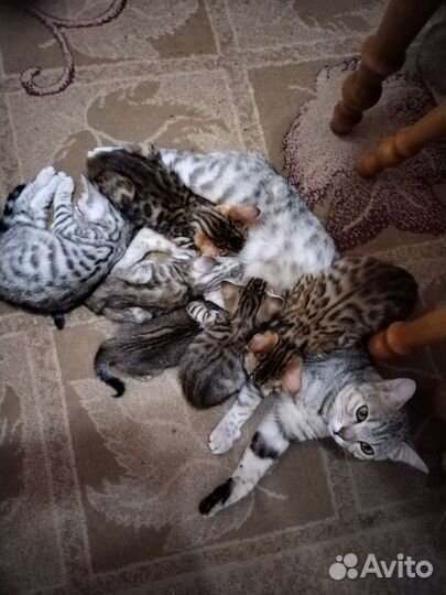 Бенгальские котята