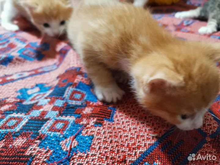 Котятки милашки