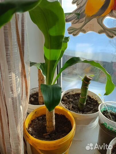 Пальма драцена душистая