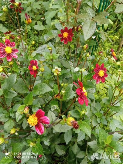 Цветы многолетники