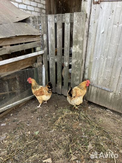 Куры несушки