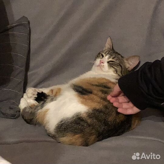 В добрые руки кошечка