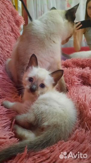 Сиамские котята