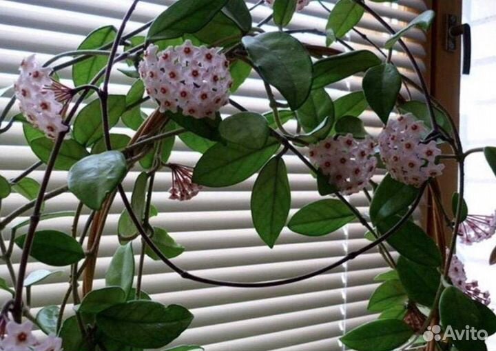 Хойя Карноза