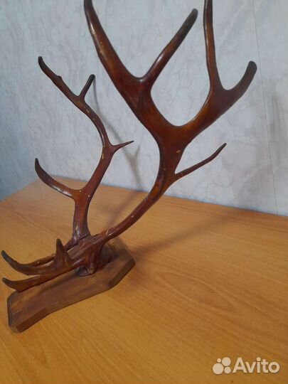 Рога оленя